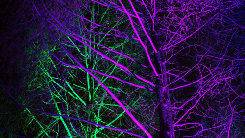 Trees, Backlight, Neon Wallpapers Free Download