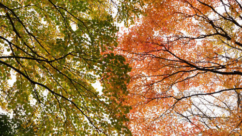 Trees, Branches, Autumn Wallpapers Free Download