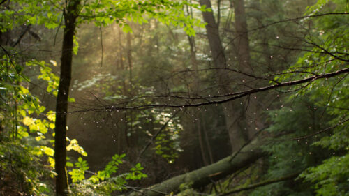 Trees, Branches, Drops Wallpapers Free Download