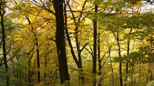 Trees, Branches, Forest Wallpapers Free Download