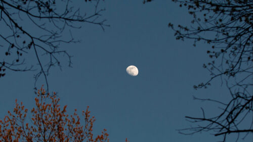 Trees, Branches, Moon Wallpapers Free Download