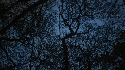 Trees, Branches, Sky Wallpapers Free Download (2)