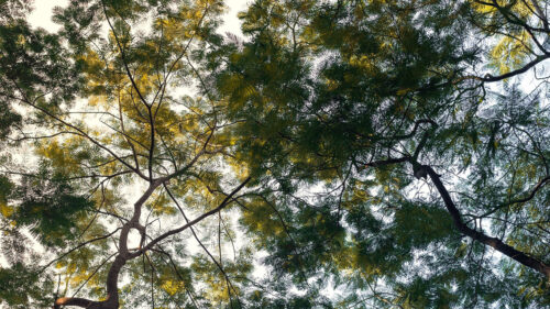 Trees, Branches, Sky Wallpapers Free Download (3)