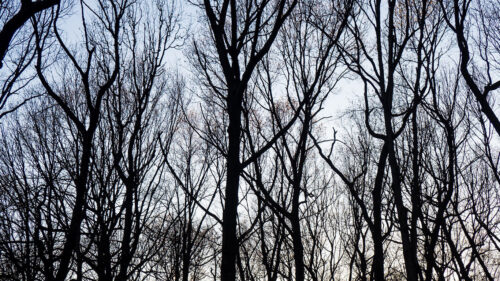 Trees, Branches, Sky Wallpapers Free Download (4)