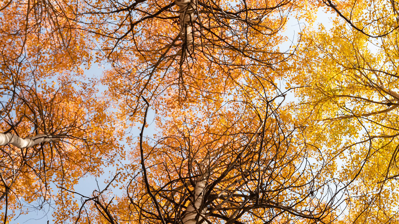 Trees, Branches, Sky Wallpapers Free Download