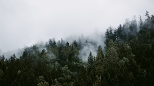 Trees, Clouds, Forest Wallpapers Free Download