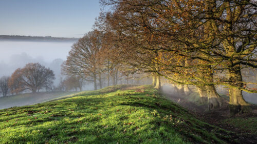 Trees, Fog, Ditch Wallpapers Free Download