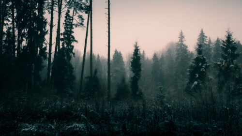 Trees, Fog, Dusk Wallpapers Free Download