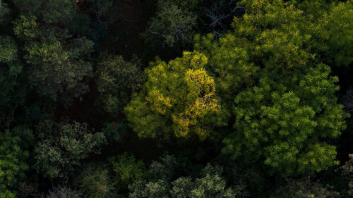 Trees, Forest, Aerial, View Wallpapers Free Download