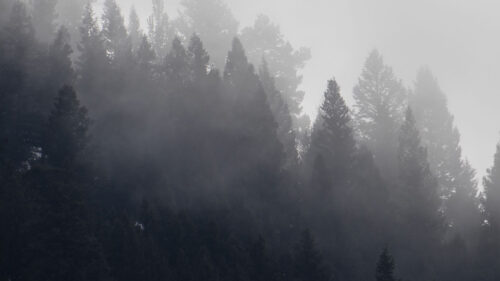 Trees, Forest, Fog Wallpapers Free Download (2)