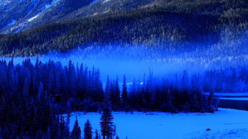 Trees, Forest, Fog Wallpapers Free Download
