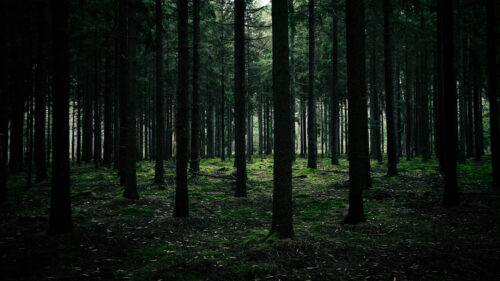 Trees, Forest, Grass Wallpapers Free Download