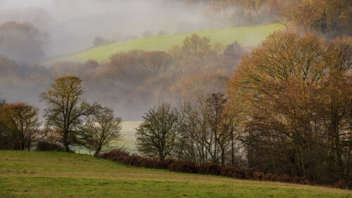 Trees, Hills, Fog Wallpapers Free Download