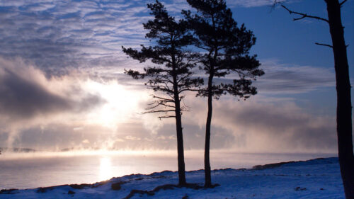 Trees, Lake, Snow Wallpapers Free Download