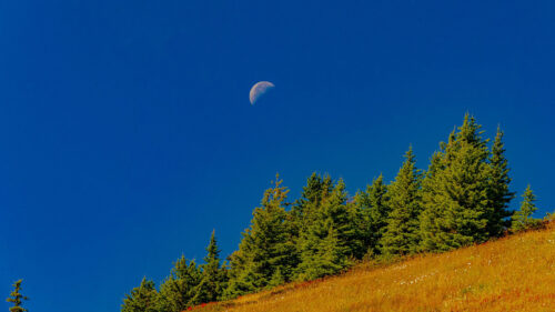 Trees, Moon, Slope Wallpapers Free Download