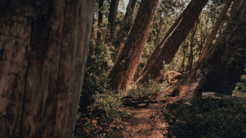 Trees, Path, Forest Wallpapers Free Download (2)