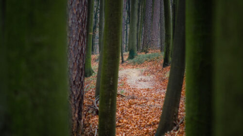 Trees, Path, Forest Wallpapers Free Download