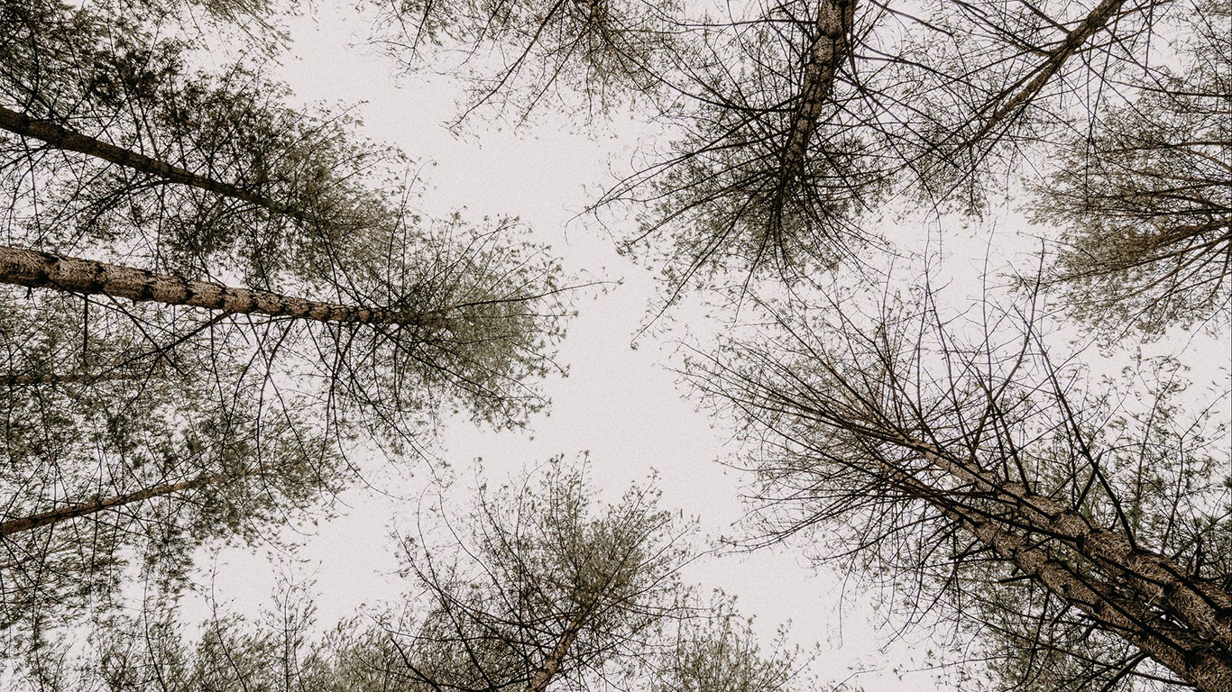 Trees, Pines, Sky Wallpapers Free Download