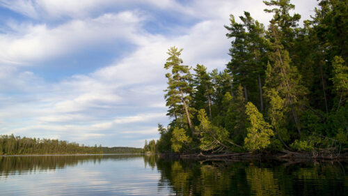 Trees, River, Forest Wallpapers Free Download