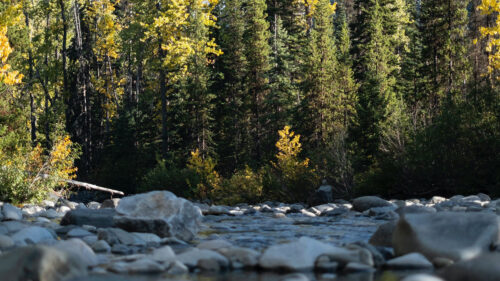 Trees, River, Stones Wallpapers Free Download