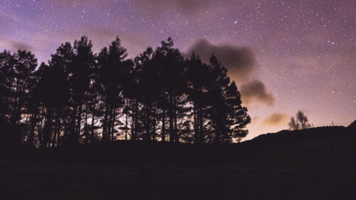 Trees, Silhouettes, Night Wallpapers Free Download