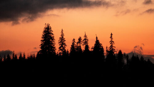 Trees, Silhouettes, Sunset Wallpapers Free Download