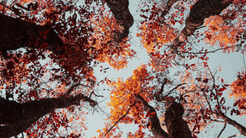 Trees, Sky, Autumn Wallpapers Free Download