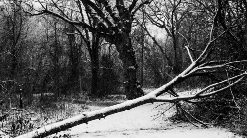 Trees, Snow, Winter Wallpapers Free Download