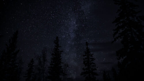 Trees, Starry, Sky, Night Wallpapers Free Download (2)