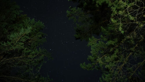 Trees, Stars, Night, Wallpapers Free Download (2)