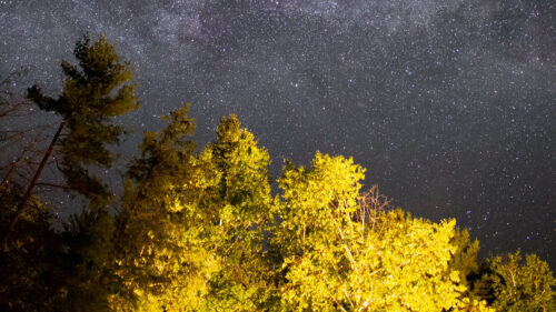 Trees, Stars, Night, Wallpapers Free Download (3)