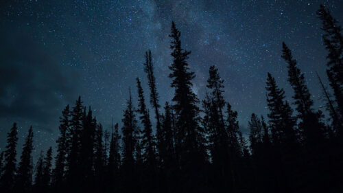 Trees, Stars, Night, Wallpapers Free Download (5)