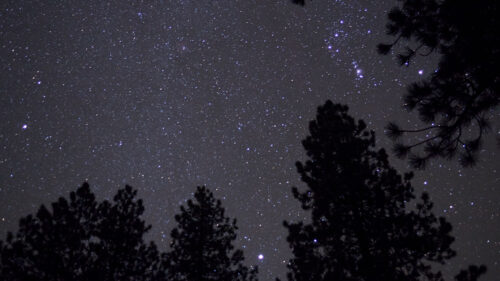 Trees, Stars, Night, Wallpapers Free Download (6)