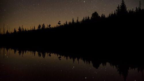 Trees, Stars, Night, Wallpapers Free Download (7)