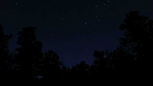 Trees, Stars, Night, Wallpapers Free Download (8)