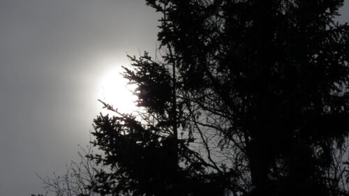 Trees, Stars, Night, Wallpapers Free Download (9)