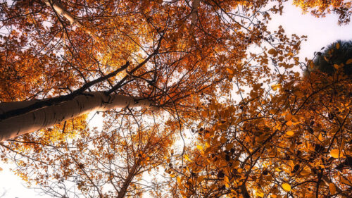 Trees, Treetops, Sky Wallpapers Free Download
