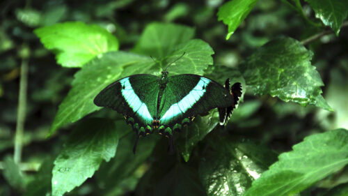 Tropical, Butterfly, Butterfly, Wings Wallpapers Free Download