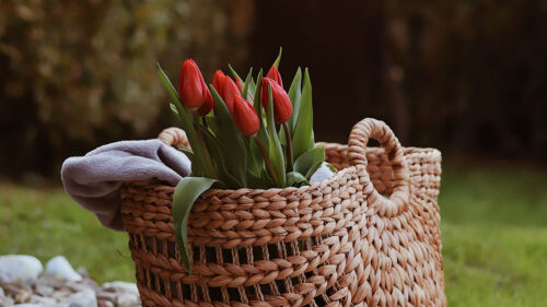 Tulip, Flowers, Bouquet, Wallpapers Free Download