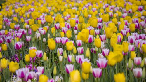 Tulips, Flowers, Field Wallpapers Free Download