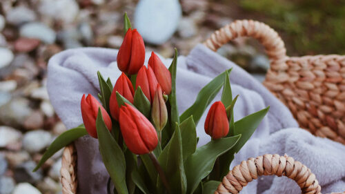 Tulips, Flowers, Red Wallpapers Free Download