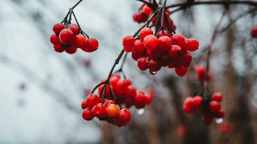 Viburnum, Berries, Bunch Wallpapers Free Download