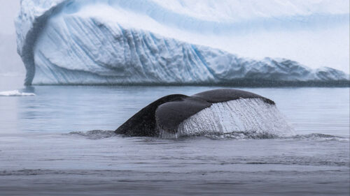 Whale, Tail, Spray Wallpapers Download