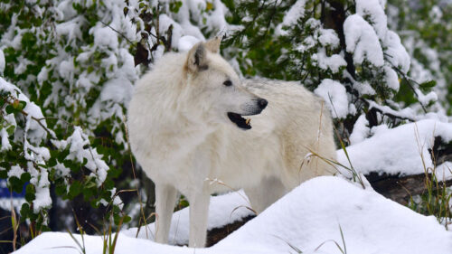 White, Eolf, Predator Wallpapers Download