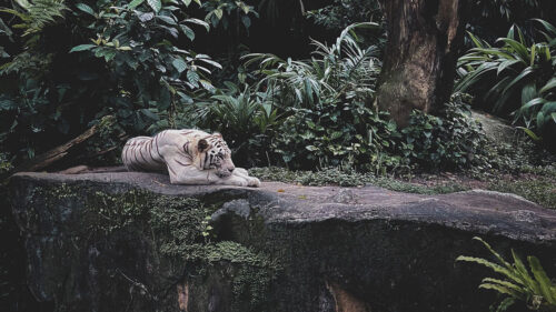 White Tiger, Animal Wallpapers Download