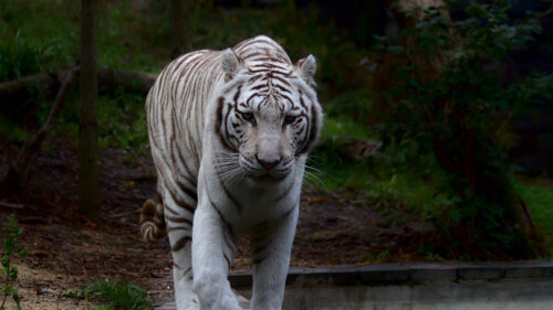 White, Tiger, Predator Wallpapers Download (2)
