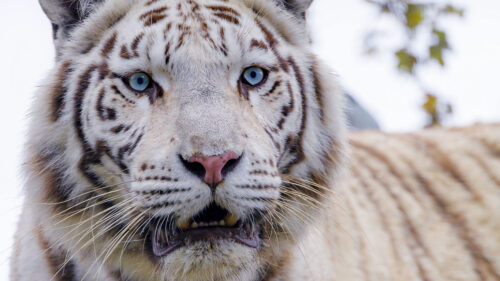 White, Tiger, Predator Wallpapers Download