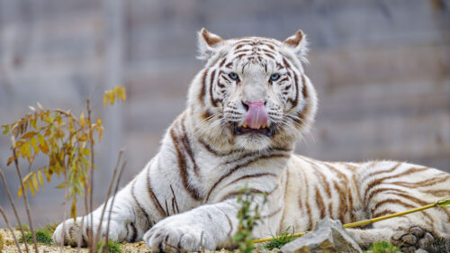 White, Tiger, Protruding, Tongue Wallpapers Download