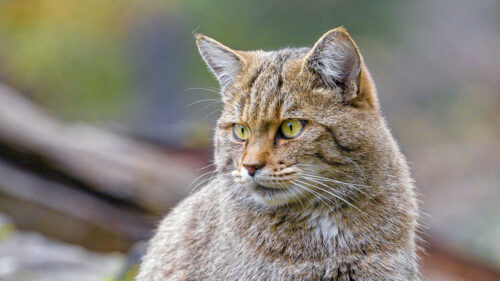 Wild Cat, Brown Wallpapers Download