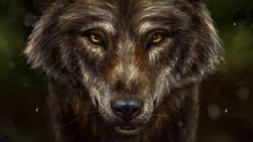 Wolf, Animal, Predator Wallpapers Download